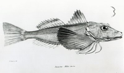 Galapagos Gurnard, planche 6 de 