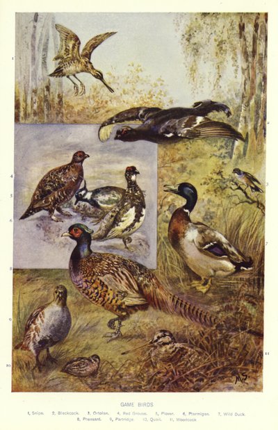 Oiseaux de gibier - English School