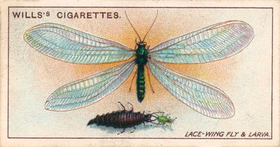 La vie au jardin : Mouche à ailes dentelées et larve (chromolitho) - English School