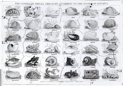 Genres de coquillages puzzle, pub. par W. Edwards - English School