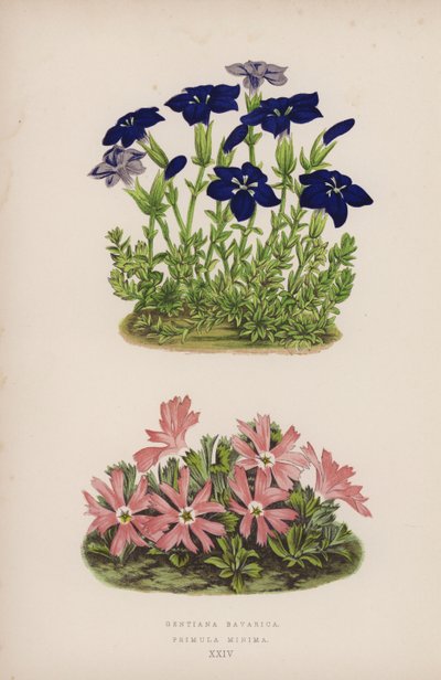 Gentiane de Bavière ; Primevère Minima (lithographie en couleur) - English School