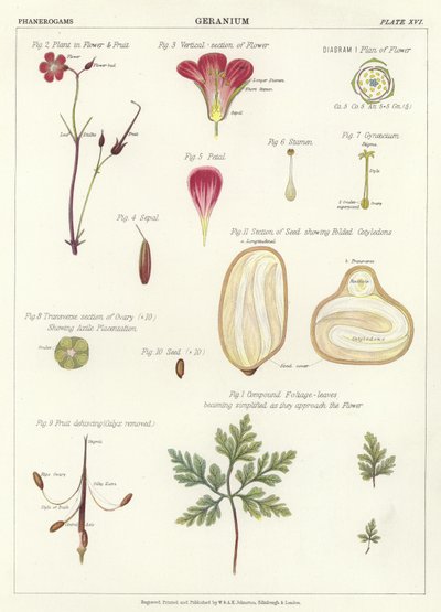Géranium - English School