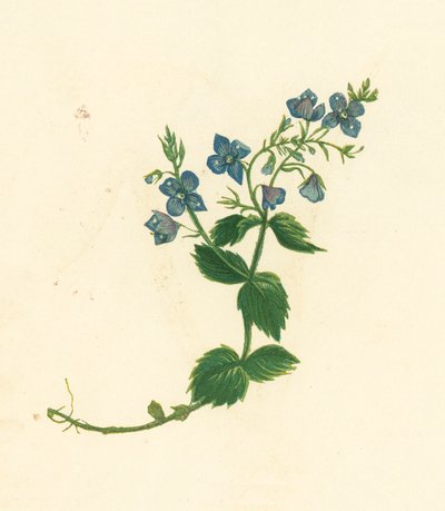 Véronique petit-chêne, Veronica Chamaedrys - English School