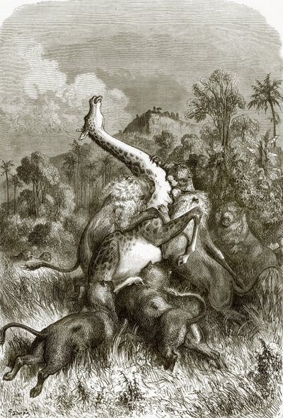 Girafe et lions - English School