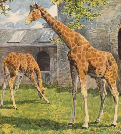 Girafes - English School