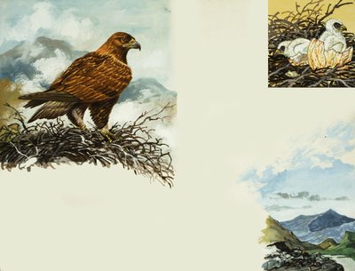 Aigle royal - English School