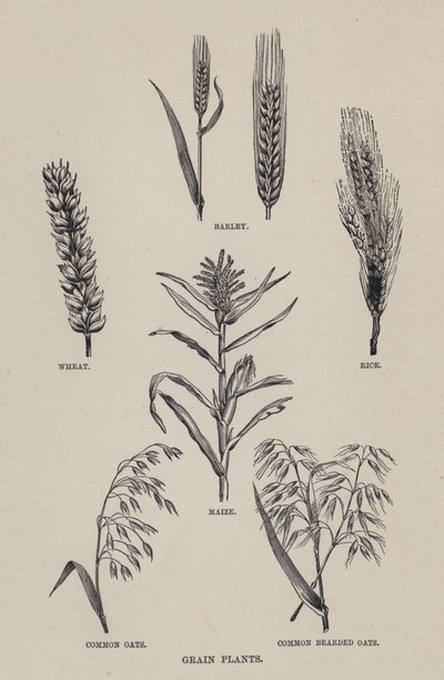 Plantes céréalières (lithographie) - English School