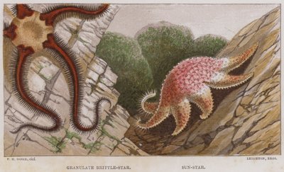 Ophiure granuleuse, étoile de mer - English School