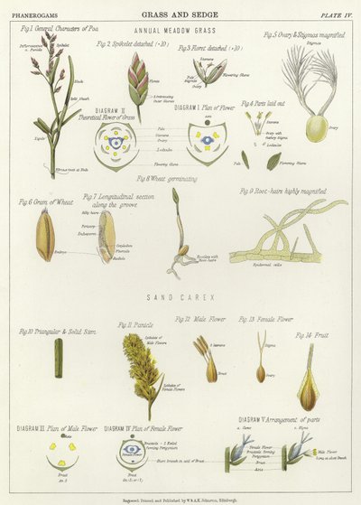 Herbe et carex - English School