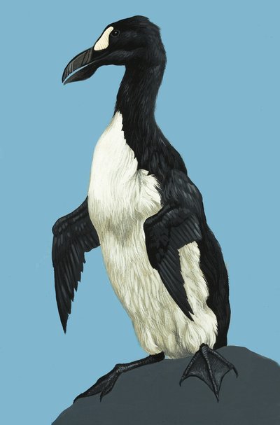 Grand Pingouin - English School