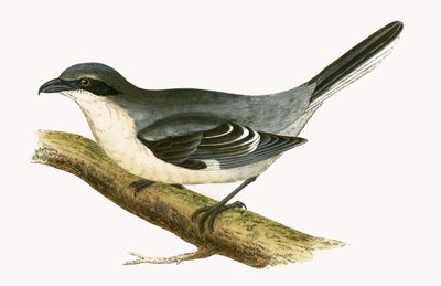 Pie-grièche grise, illustration de 
