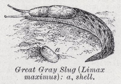 Grande limace grise, Limax maximus - English School