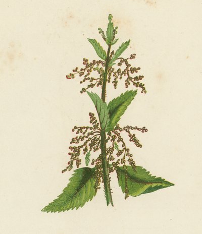 Ortie Verte, Urtica Dioica - English School