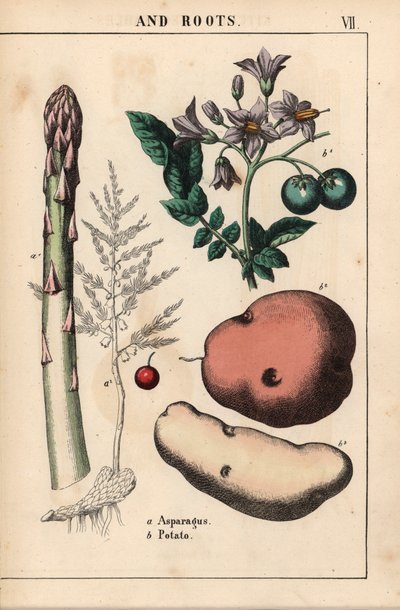 Asperge verte et pomme de terre, de 