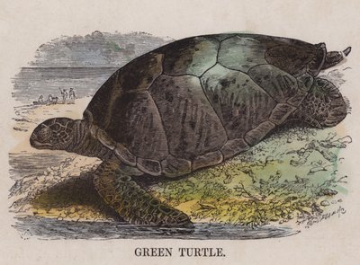 Tortue verte (gravure en couleur) - English School