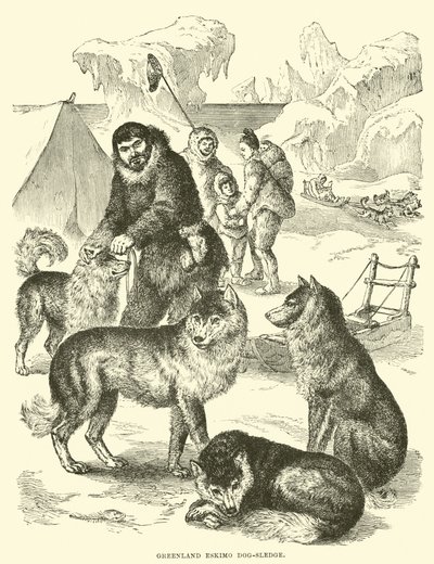 Traîneau à chiens esquimau du Groenland - English School