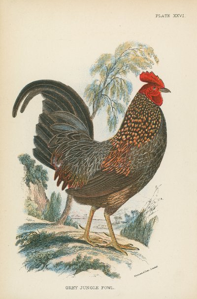 Coq de jungle gris - English School