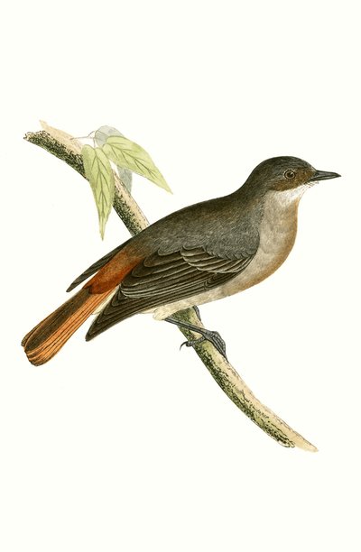 Rougequeue gris, illustration de 