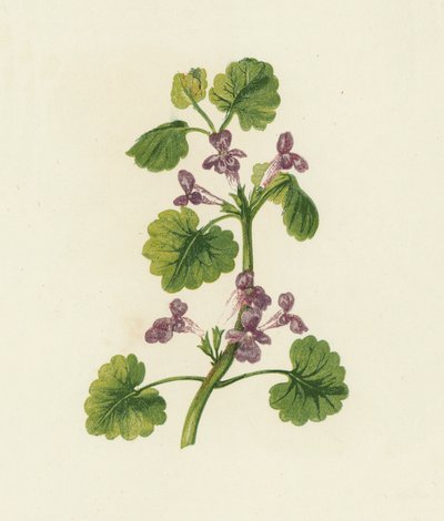 Lierre terrestre, Glechoma Hederacea - English School