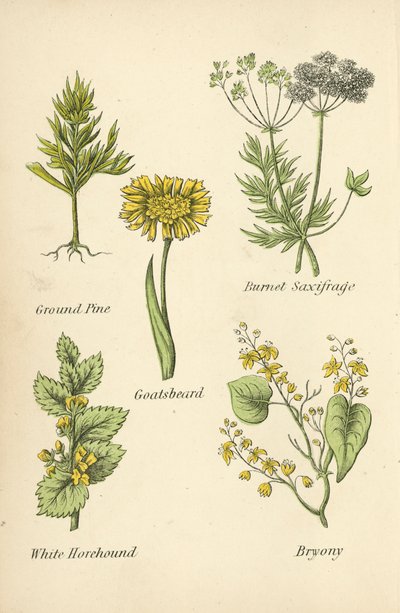 Pin de terre, Saxifrage brûlée, Barbe-de-bouc, Marrube blanc, Bryone - English School