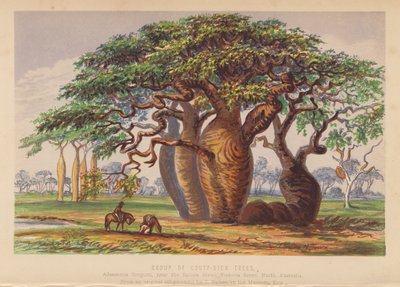 Groupe de Couty Stem Trees, Australie - English School