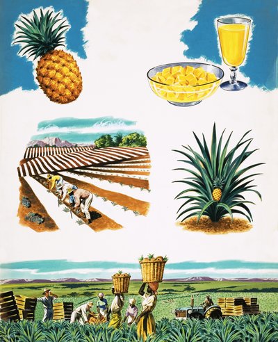 Cultiver des ananas - English School