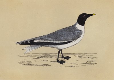 Mouette - English School