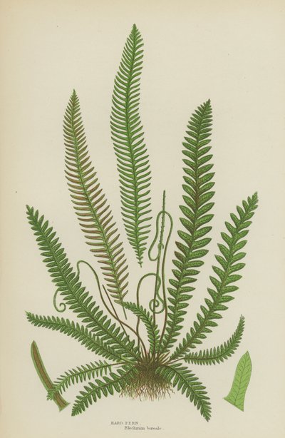 Fougère dure - English School