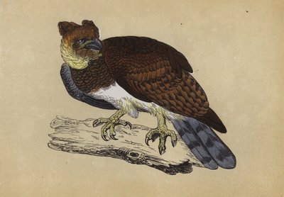 Aigle harpie - English School
