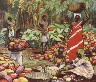 Récolte de noix de coco - English School