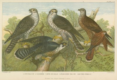 Faucons et éperviers - English School