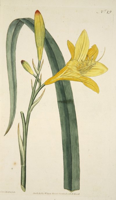 Hemerocallis Flava (Lys jaune) du The Botanical Magazine or Flower Garden Displayed, pub. 1796 (gravure colorée à la main) - English School
