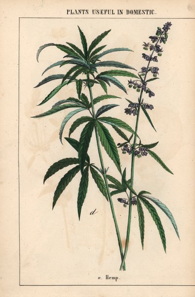 Chanvre à fleurs bleues, de 