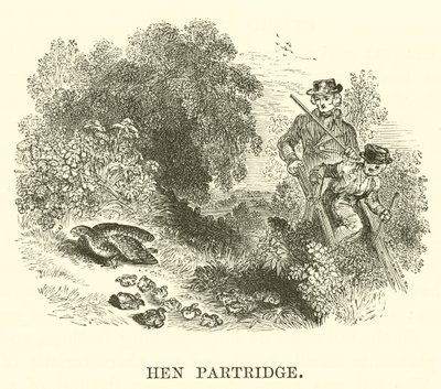Perdrix (gravure) - English School