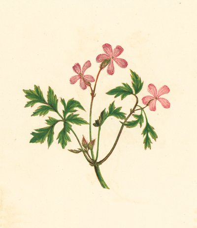 Herbe à Robert, ou pauvre Robin, Geranium Robertianum - English School