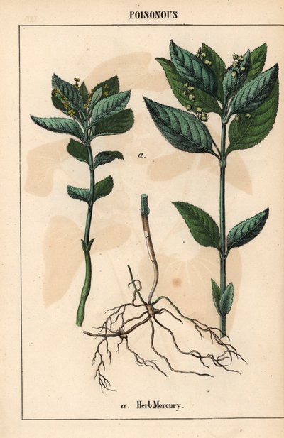 Mercuriale annuelle, de 