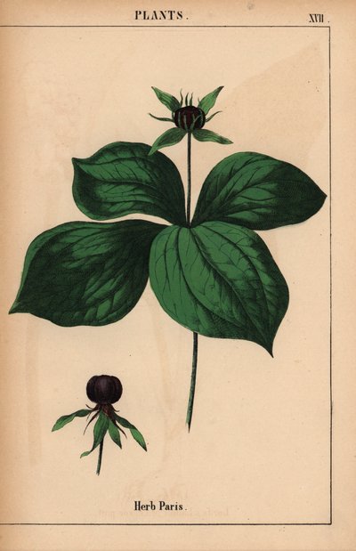 Herbe parisienne, de "The Instructive Picturebook, or Lessons from the Vegetable World," [Charlotte Mary Yonge], Édimbourg - English School