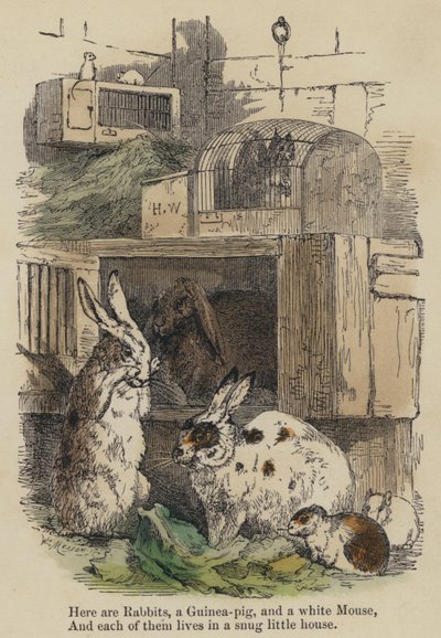 Voici des lapins, un cochon d