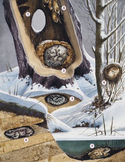Hibernation - English School