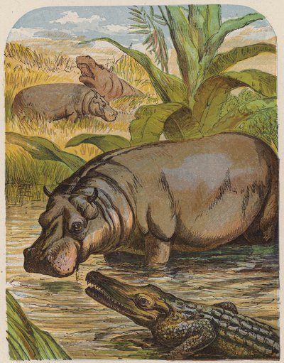 Hippopotame et crocodile - English School