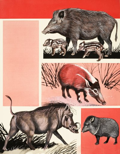 Montage de cochons et sangliers - English School