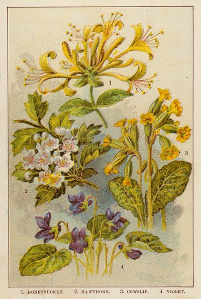 Chèvrefeuille, Aubépine, Primevère, Violette - English School