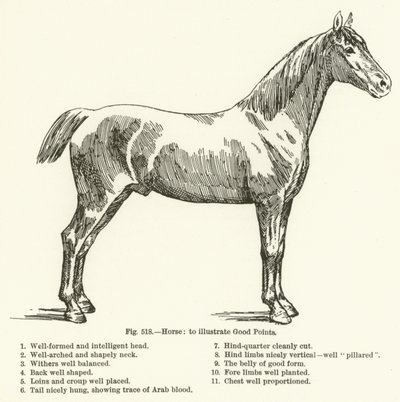 Cheval, pour illustrer les bons points - English School