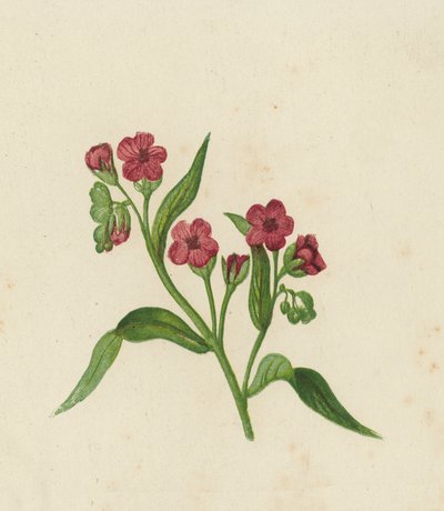 Langue-de-chien, Cynoglossum Officinale - English School