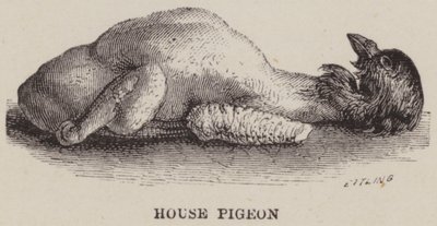 Pigeon domestique - English School
