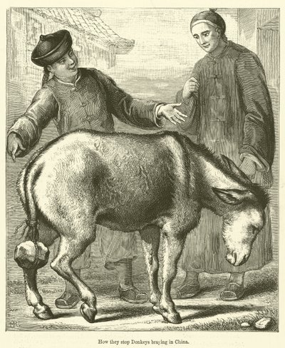 Comment on empêche les ânes de braire en Chine (gravure) - English School