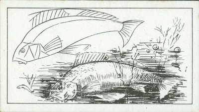 Comment dessiner : La perche (litho) - English School