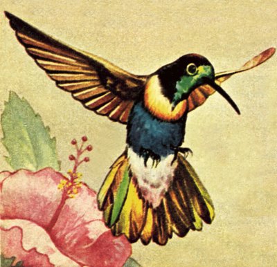 Colibri - English School