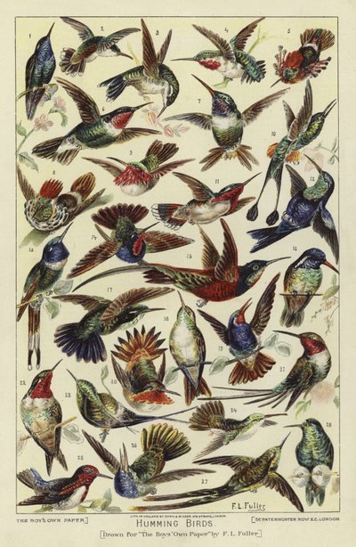 Colibris - English School