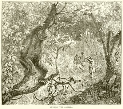 Chasse au gorille - English School